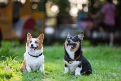 “铲屎官”请注意！这些新政与你家“汪星人”有关