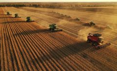 亩产447.47公斤！国产大豆单产创新纪录