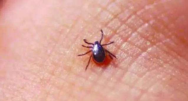 恙虫病进入高发期 高烧不退应及时就医