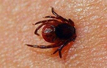 恙虫病进入高发期 高烧不退应及时就医