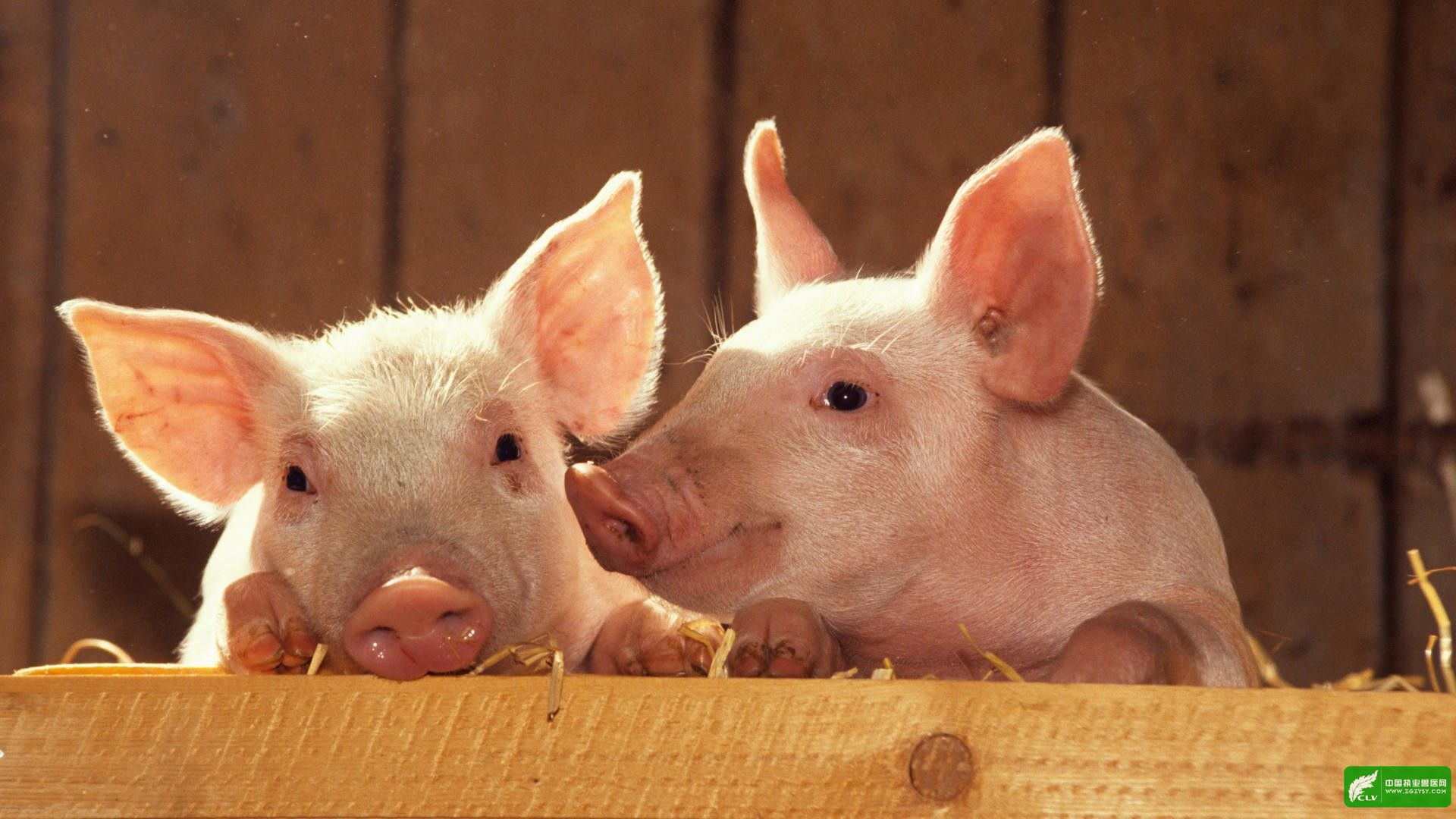 河南10月份CPI同比上涨4.2%，“二师兄”是最大推手