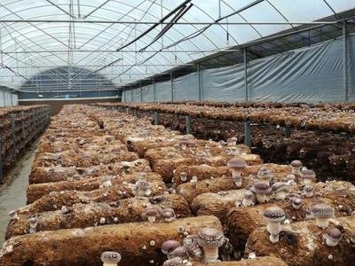 驻马店市农科院提升食用菌产业技术水平 助农增收