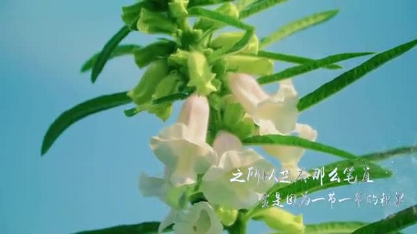 短视频获奖作品展播（十一）《芝麻开花》