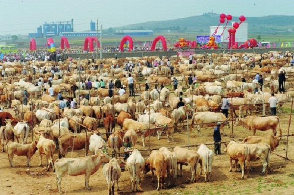泌阳：着力打造夏南牛300-500亿级的产业集群