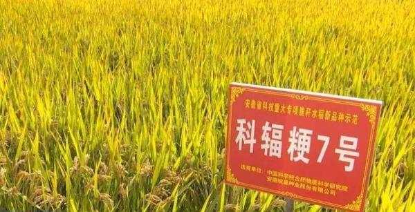 我国科研人员培育出可生态还田的新型“脆秆水稻”