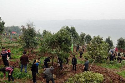 泌阳县开展冬季全民义务植树活动