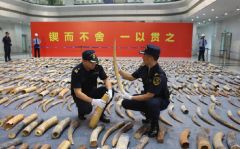 中国海关：1-10月共查获各类濒危物种及其制品超千吨