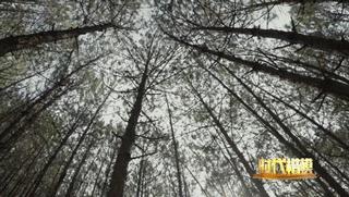 微信图片_20191203090449.gif