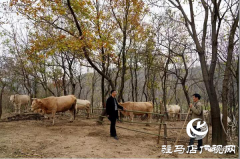 贫困户闵小毛脱贫致富的那些事儿