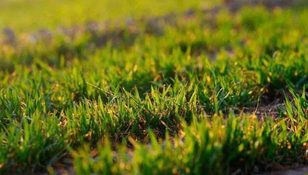 农业专家:今年小麦越冬应适期补肥 浇好越冬水