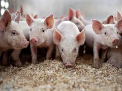 农业农村部：生猪存栏止降回升 猪肉价连续4周回落