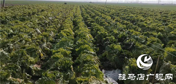 新蔡县化庄乡结对帮扶助力产业发展