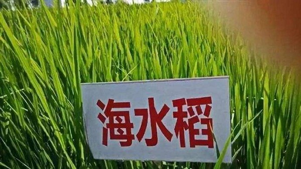 我国海水稻区域试验种植平均亩产超400公斤