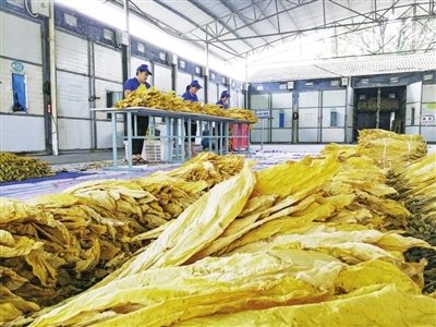 泌阳县泰山庙镇：“黄金叶”铺就群众致富路