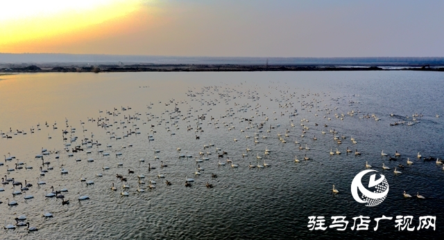 美呆啦！数千只天鹅到宿鸭湖过冬