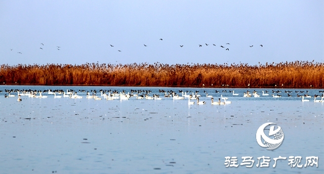 美呆啦！数千只天鹅到宿鸭湖过冬