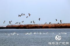 美呆啦！数千只天鹅到宿鸭湖过冬