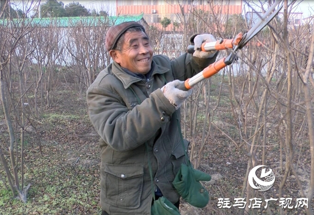 发展苗圃种植  带动贫困户就业    