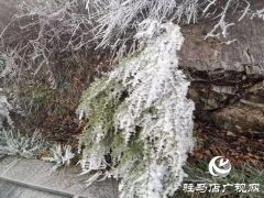 下雪了！驻马店市迎来2020年第一场雪！
