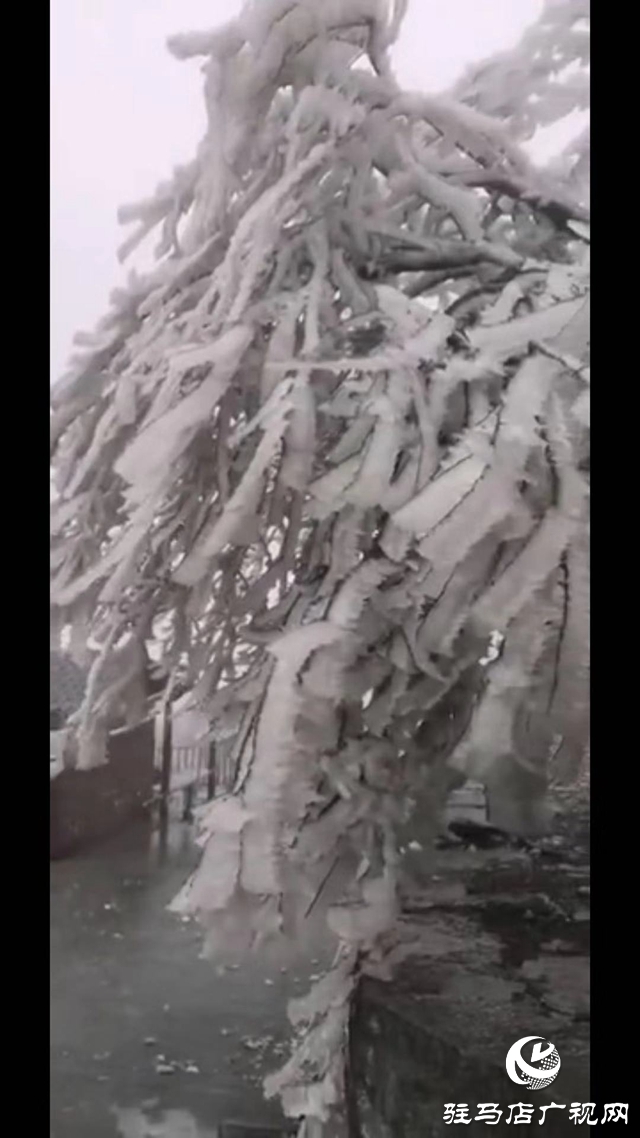 下雪了！驻马店市迎来2020年第一场雪！