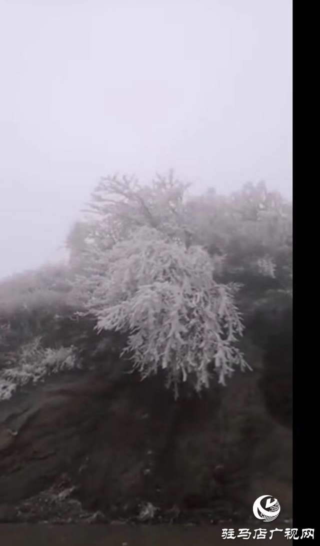 下雪了！驻马店市迎来2020年第一场雪！