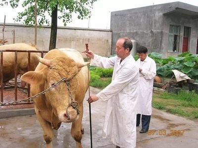 第十五届中国牛业发展大会将在泌阳县召开