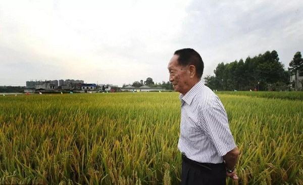 为什么要在非洲发展杂交水稻？袁老这句话，爱了！