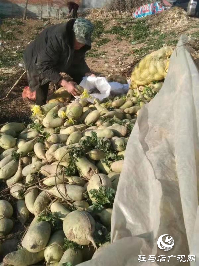 贫困户胡小彬：脱贫不忘报党恩 千斤萝卜赠前线