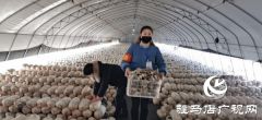 驻村干部李红：战斗在一线的特殊“销售员”