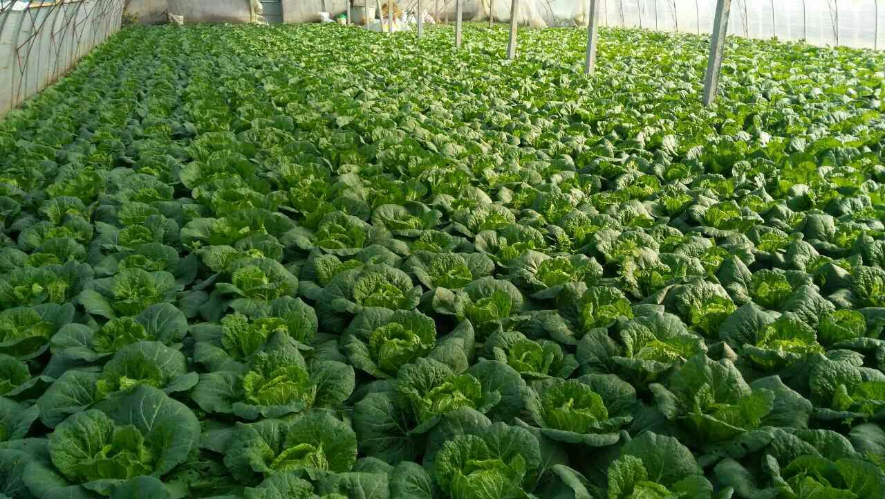 第一书记卖白菜