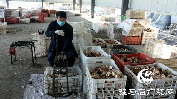 泌阳县杨家集镇菇农家门口挣外汇