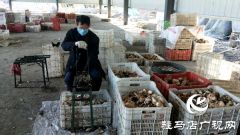 泌阳县杨家集镇菇农家门口挣外汇