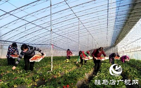 上蔡县东岸乡严防疫情的同时不误农时保证时令草莓的供应 