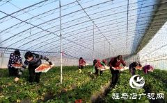 上蔡县东岸乡严防疫情的同时不误农时保证时令草莓的供应