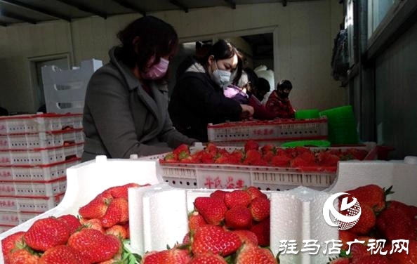 2上蔡县东岸乡：不误农时保供应  草莓大棚暖融融.jpg