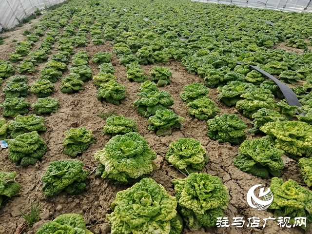 菜农蔬菜滞销  义工“搭桥”帮忙