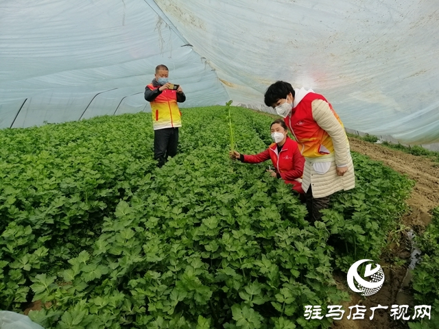 菜农蔬菜滞销  义工“搭桥”帮忙