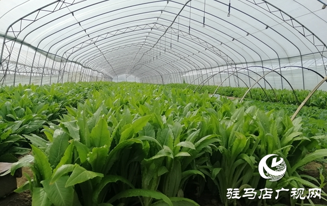 菜农蔬菜滞销  义工“搭桥”帮忙