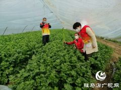 菜农蔬菜滞销  义工“搭桥”帮忙
