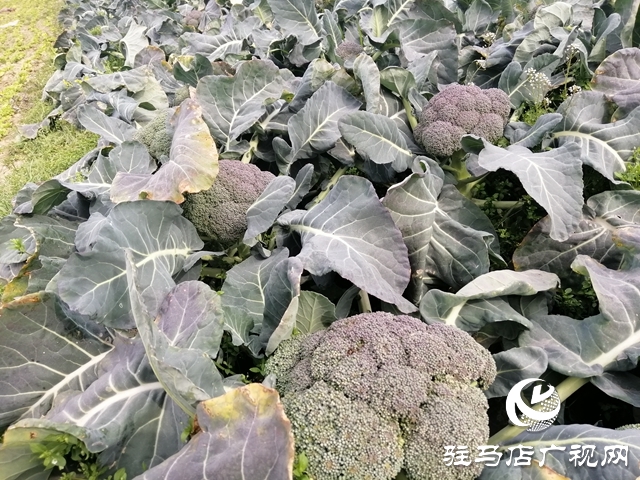 菜农蔬菜滞销  义工“搭桥”帮忙
