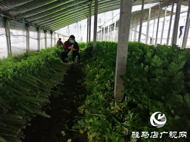 菜农蔬菜滞销  义工“搭桥”帮忙