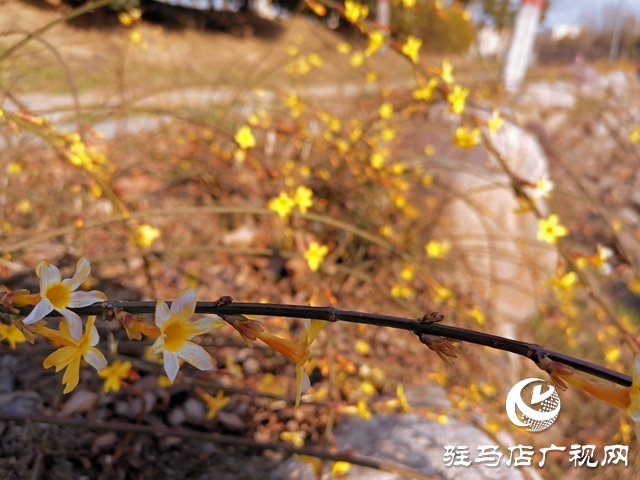 迎春花灿烂开放