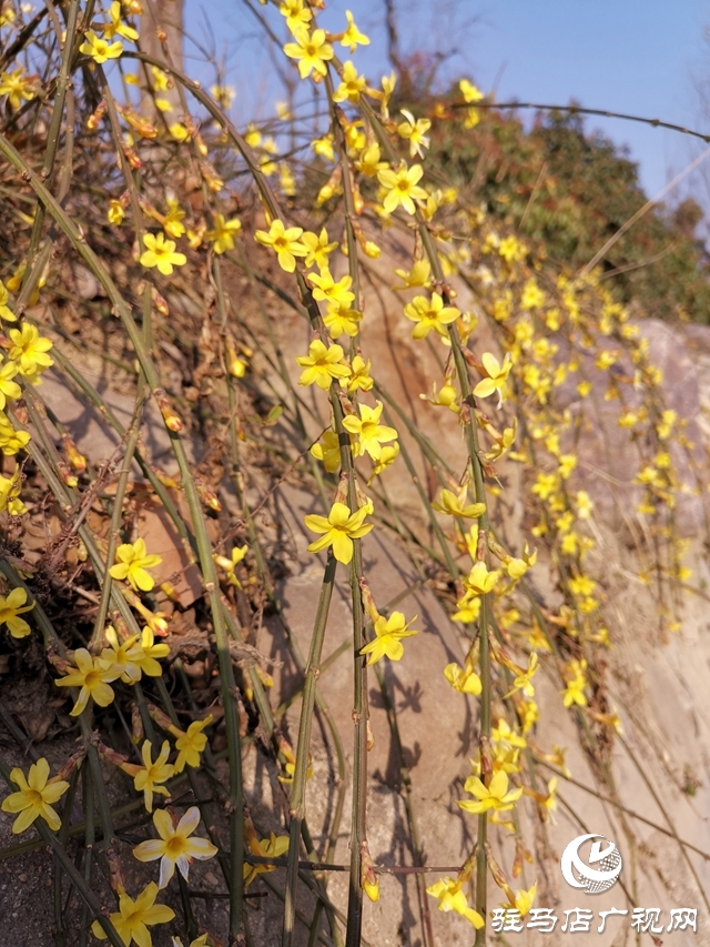 迎春花灿烂开放