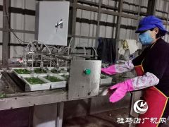 上蔡县朱里镇：打造特色助民致富新产业