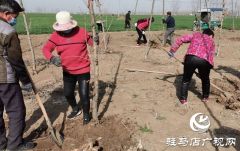 上蔡县朱里镇：国土绿化提升如火如荼