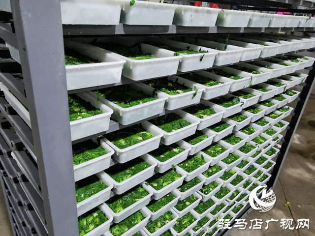 上蔡县朱里镇：打造特色助民致富新产业