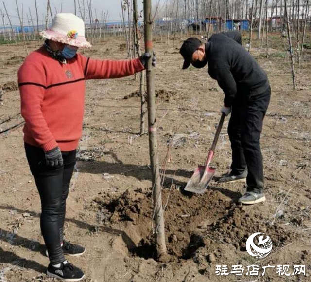 上蔡县朱里镇：国土绿化提升如火如荼