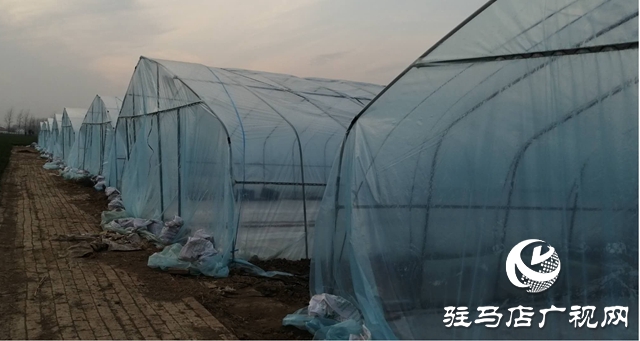 上蔡县和店镇：“辣椒大棚”孕育脱贫新希望