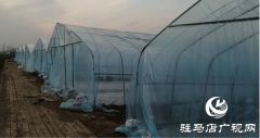上蔡县和店镇：“辣椒大棚”孕育脱贫新希望