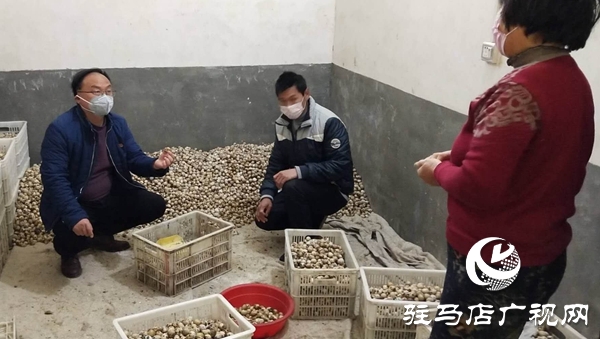 上蔡县：临时党支部加起了农户与经销商之间的桥梁